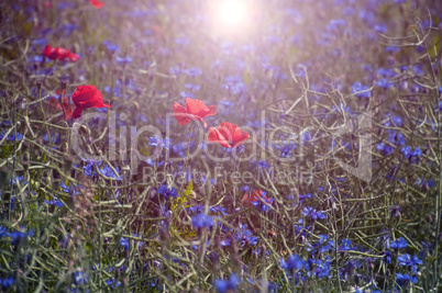 Red tulips in the middle of the field with blue cornflowers