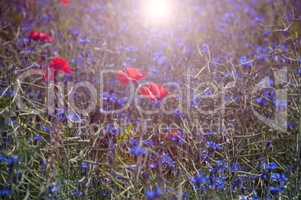 Red tulips in the middle of the field with blue cornflowers