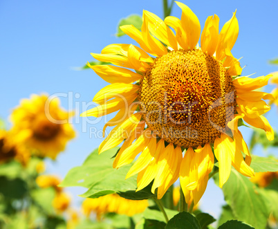 Blooming sunflower in the field against the sky