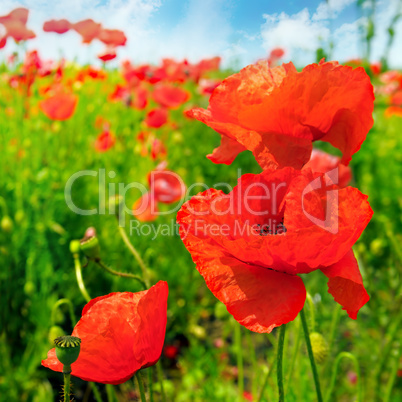 Field with scarlet poppies.