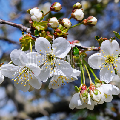 Blossoming cherry against the blue sky