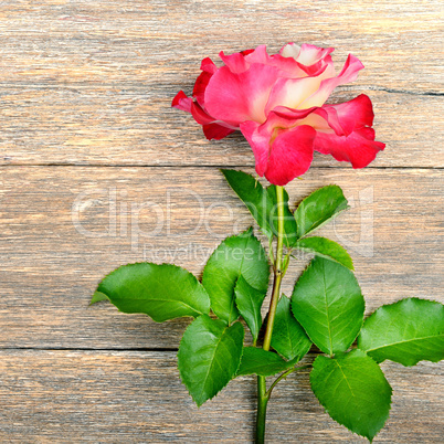 Rose flower on wooden background