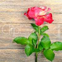 Rose flower on wooden background