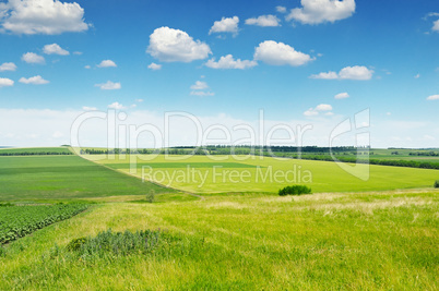 green field and blue sky