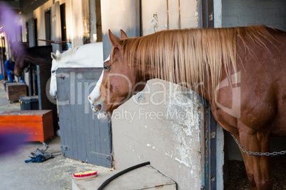 Brown horse in the stable