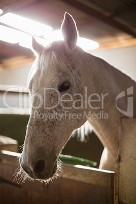 White horse in the stable