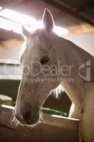 White horse in the stable