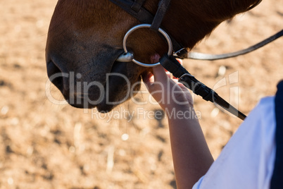 Hand caressing white horses mouth