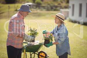 Senior couple interacting while gardening in garden