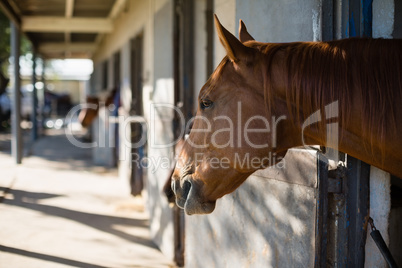 Brown horse in the stable