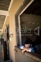 Girl leaning on wall in the stable