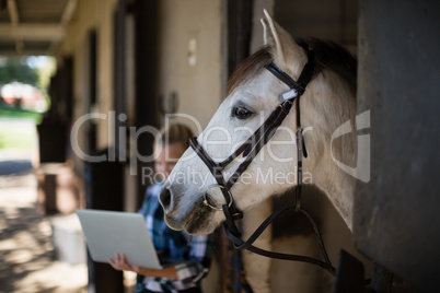 White horse in the stable