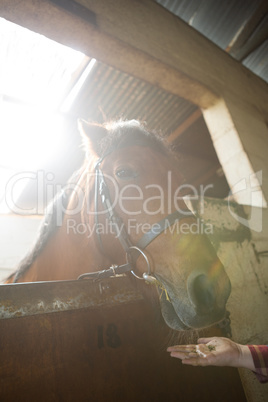 Girl feeding the horse in the stable