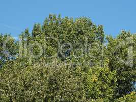 poplar (Populus) tree over blue sky