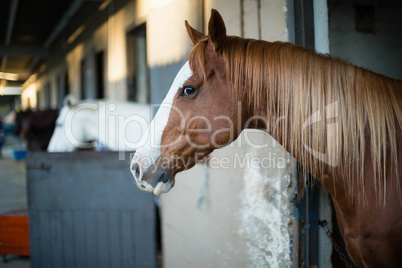 Brown horse in the stable