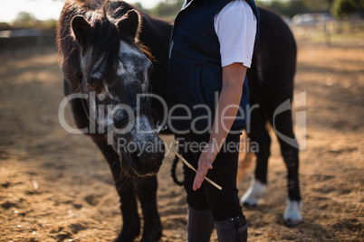 Boy feeding the horse in the ranch on a sunny day