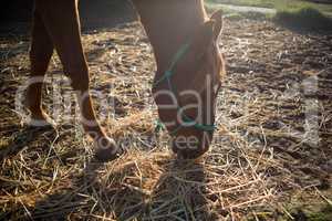 Horse grazing dry straw in ranch