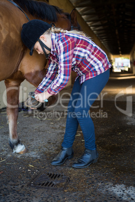 Girl grooming the horse