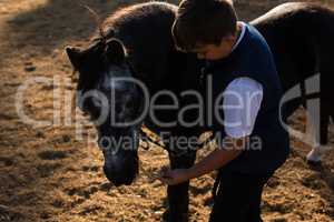 Boy feeding the horse in the ranch