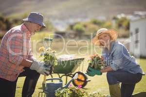 Smiling senior couple holding plant sapling while gardening