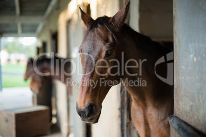 Brown horse in the stable