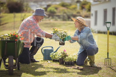 Smiling senior couple holding plant sapling while gardening in garden