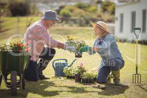 Smiling senior couple holding plant sapling while gardening in garden