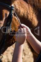 Hand caressing white horses mouth