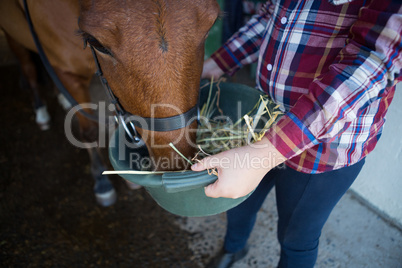Girl feeding the horse in the stable