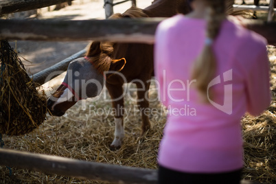 Girl feeding the horse in the ranch