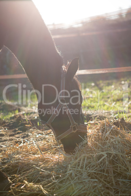 Horse grazing dry straw in ranch