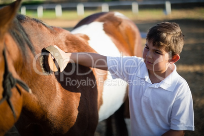 Boy grooming the horse in the ranch