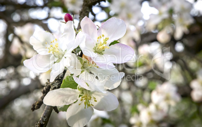 Branch of flowering apple-tree on a background a green garden.