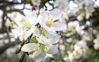 Branch of flowering apple-tree on a background a green garden.