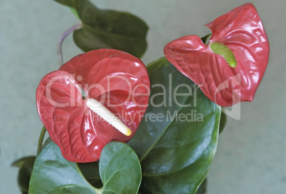 Beautiful bright red flower of Anthurium.