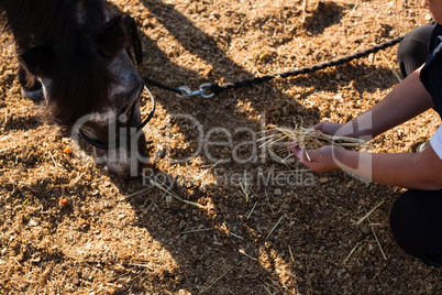 Boy feeding the horse in the ranch on a sunny day