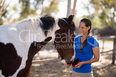 Smiling female jockey cleaning horse