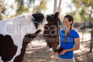Smiling female jockey cleaning horse