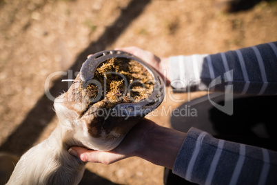 Cropped image of woman attaching shoe on horse foot