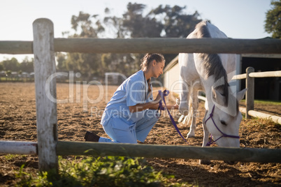 Side view of female vet holding horse rope