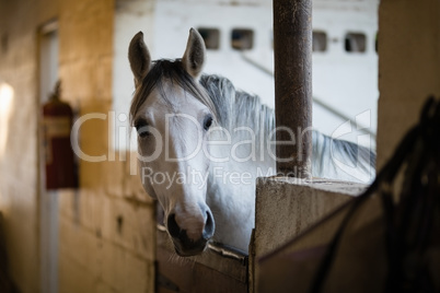 Close up of horse in stable