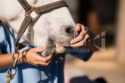 Midsection of female vet examining horse mouth
