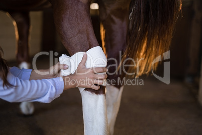 Cropped hands of female vet bandaging horse leg