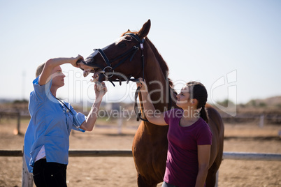 Woman assisting vet for checking horse teeth