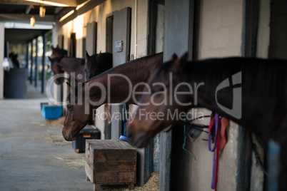 Horse in stable