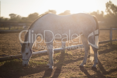 Horse grazing on field at barn