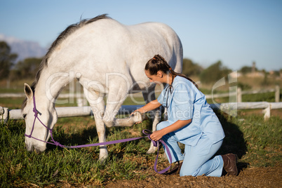 Side view of female vet examining horse foot
