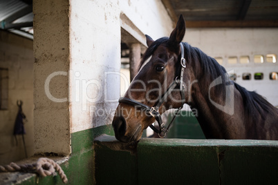 Side view of brown horse