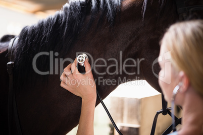Close up of female vet checking horse