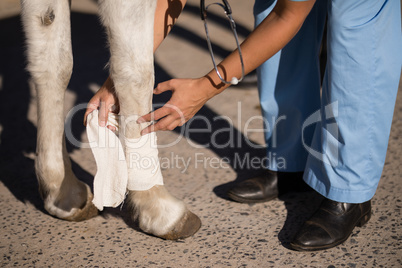 Low section of female vet bandaging horse leg